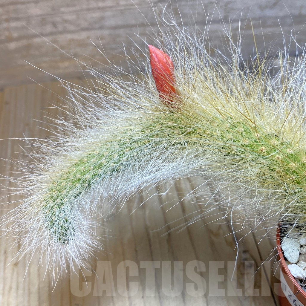 SH12638 Hildewintera colademononis