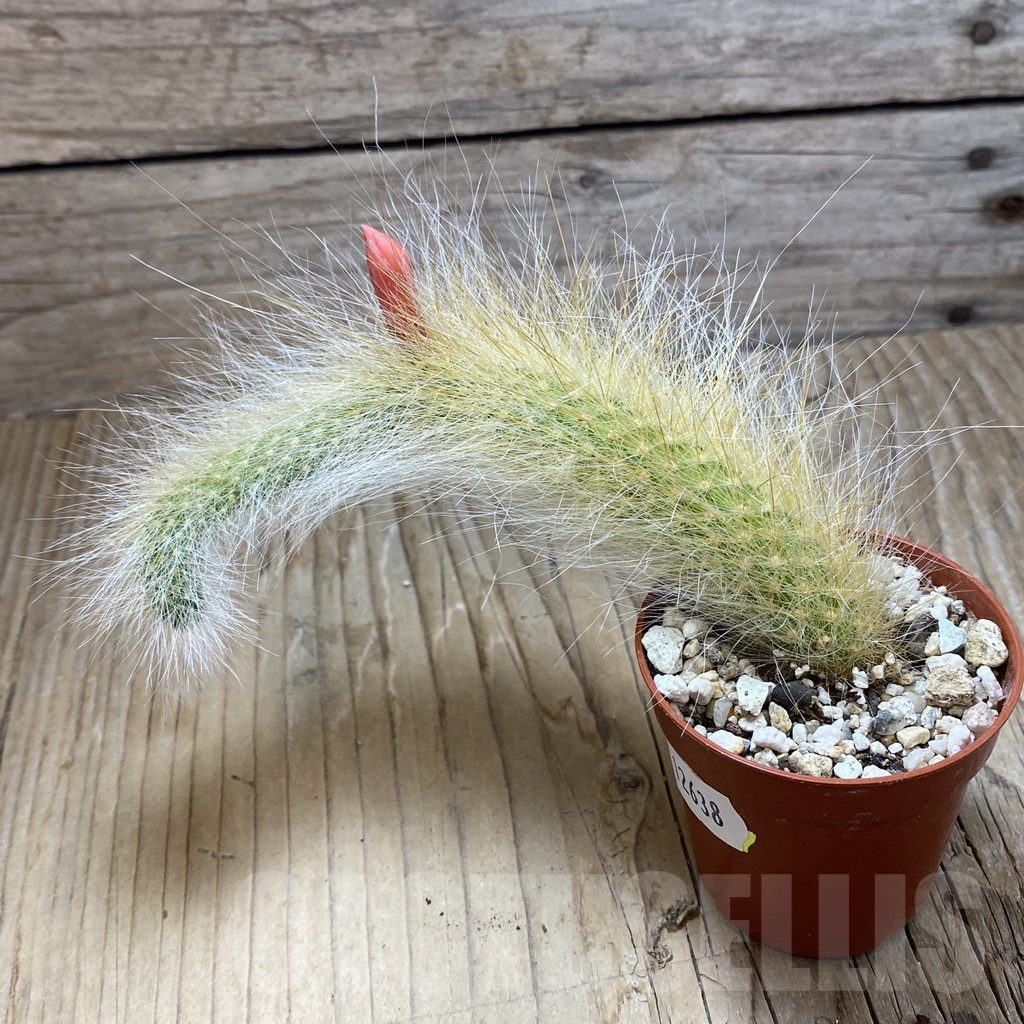 SH12638 Hildewintera colademononis - Image 2