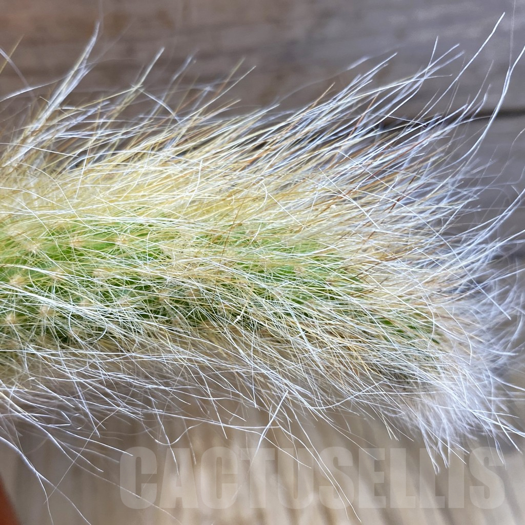 SH12639 Hildewintera colademononis