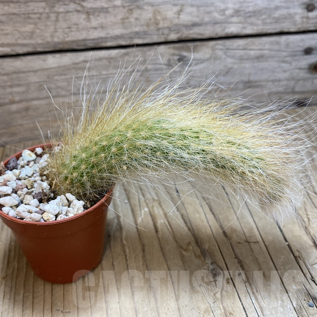 SH12639 Hildewintera colademononis - Image 2