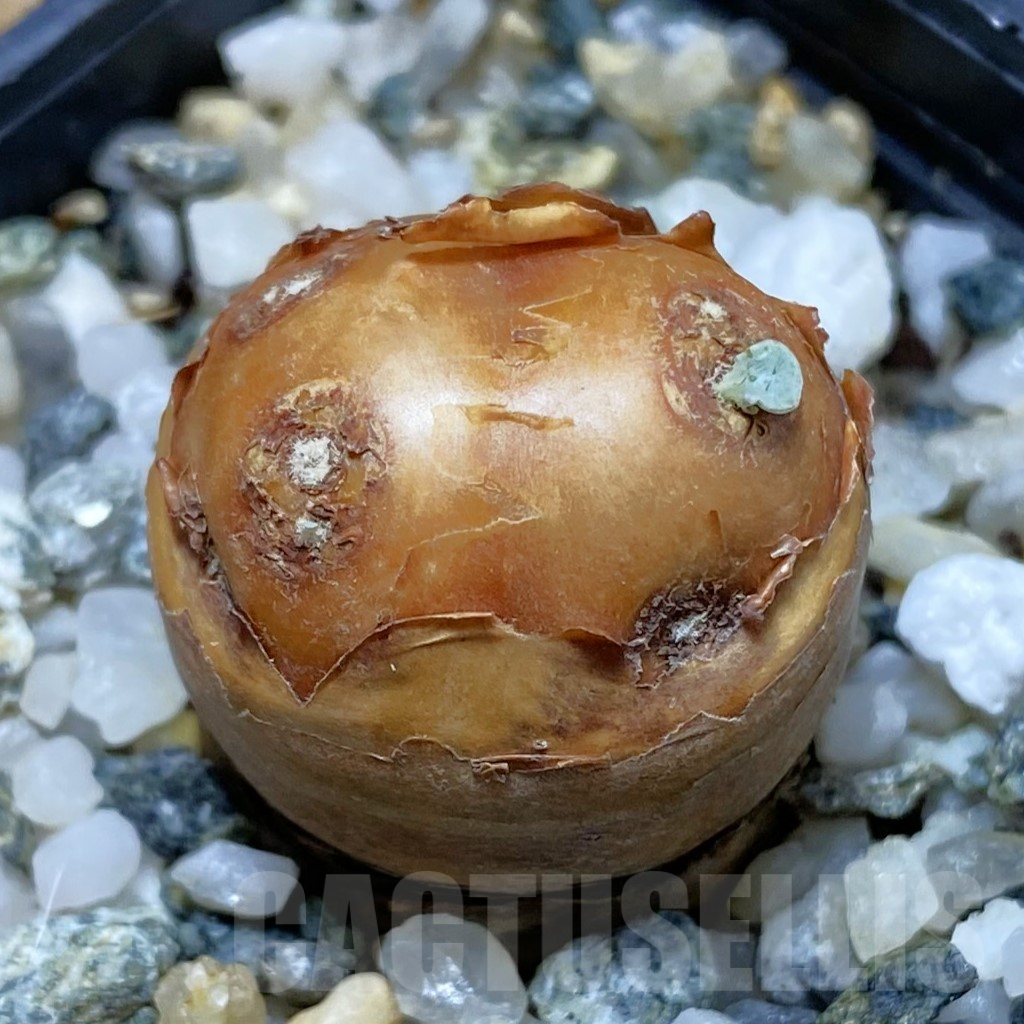 SH12641 Othonna cacalioides