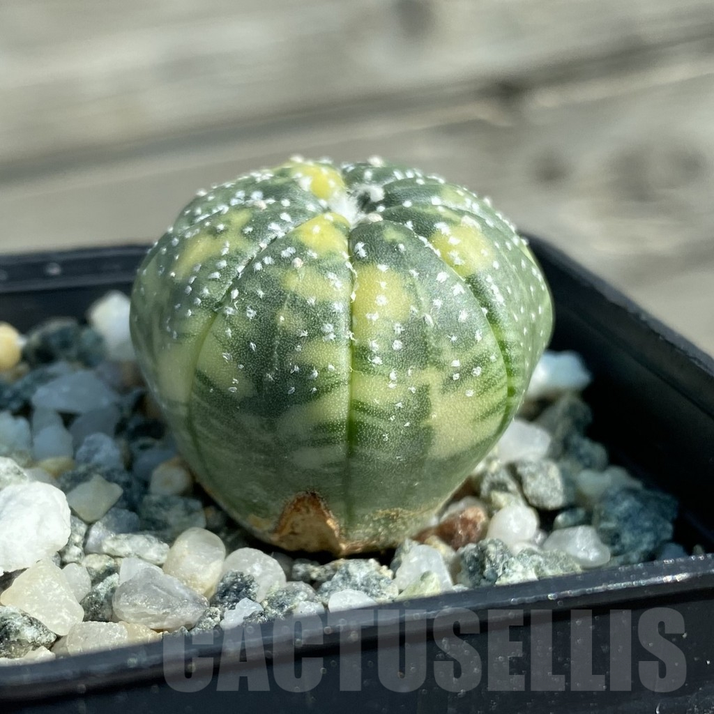 SH12780 Astrophytum asterias f. variegata - Image 2