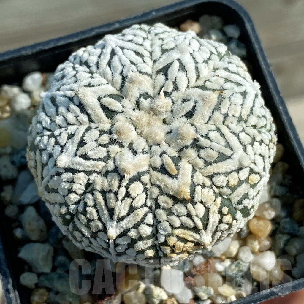 SH12783 Astrophytum asterias 'Super Kabuto' V-type 'Snow'