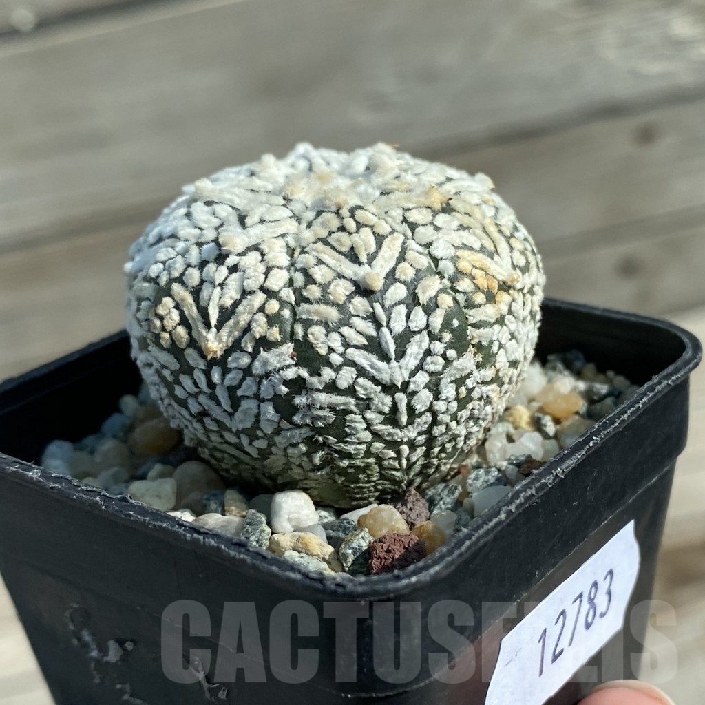 SH12783 Astrophytum asterias 'Super Kabuto' V-type 'Snow' - Image 2