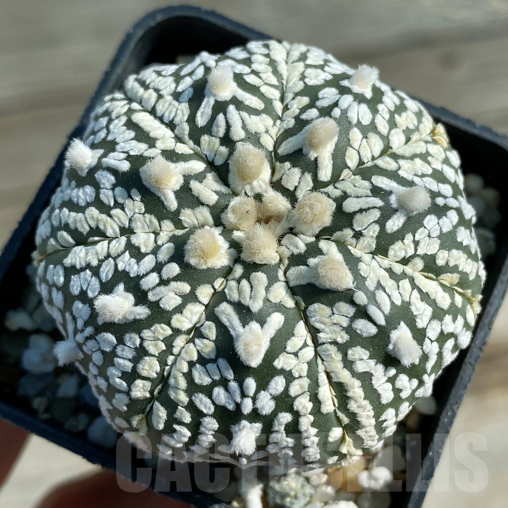 SH12784 Astrophytum asterias 'Super Kabuto' V-type, 7-ribs