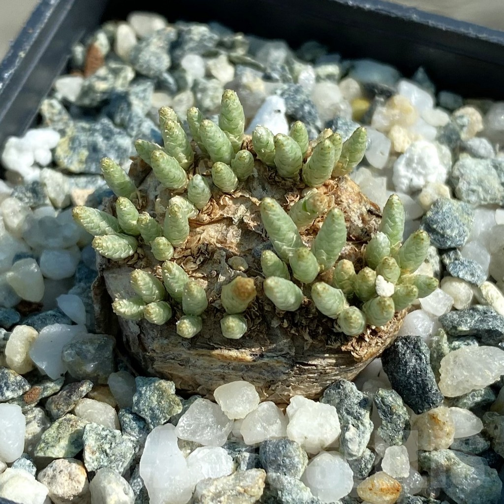 SH12792 Avonia alstonii
