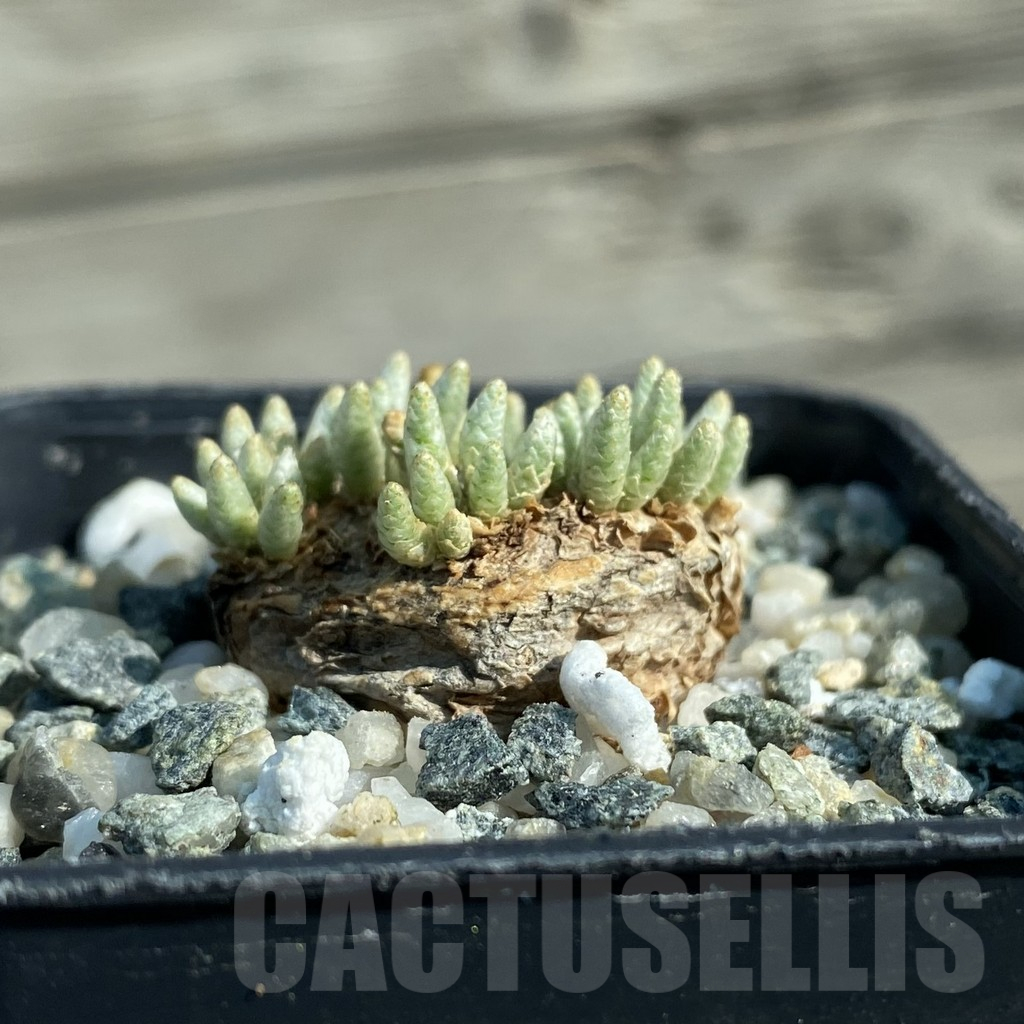 SH12792 Avonia alstonii - Image 2