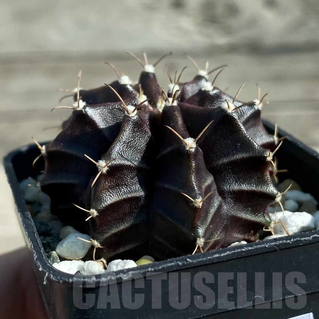 SH12794 Gymnocalycium mihanovichii ‘Black Widow’ hybrid, seedling - Image 2