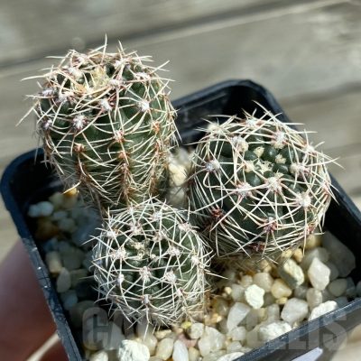 SH12802 Gymnocalycium reductum, 3 plants seedling