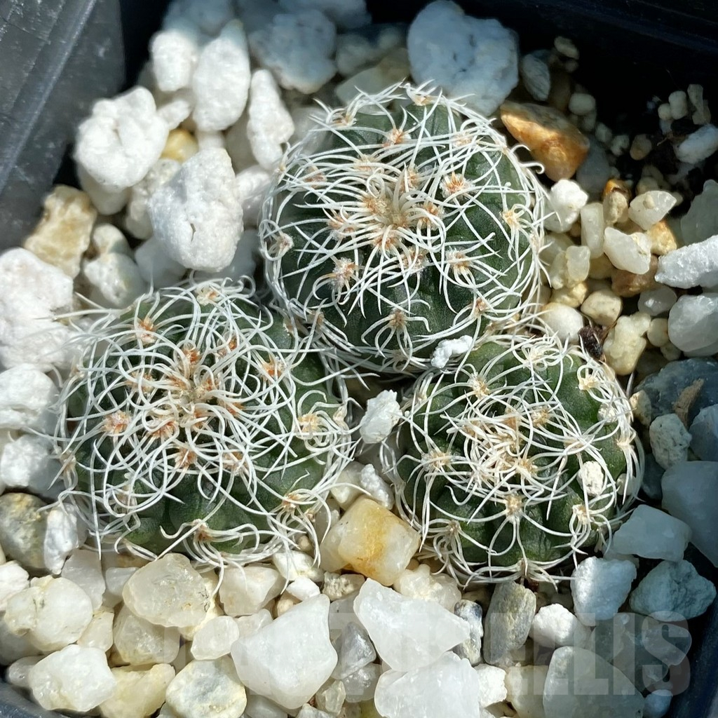SH12805 Gymnocalycium carolinense ssp. ludwigii GN 1551/4690, 3 plants