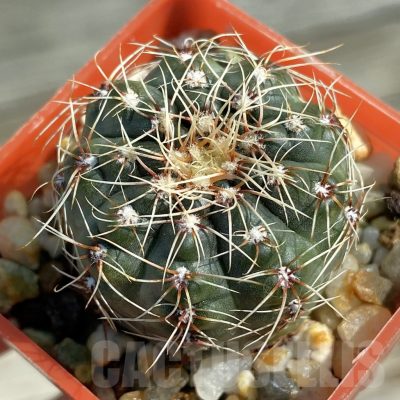 SH12809 Gymnocalycium altagraciense n.n. STO 223