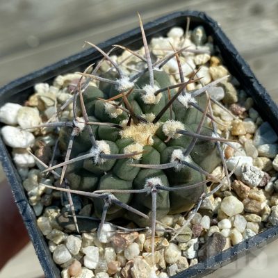 SH12810 Gymnocalycium vatteri -Long spines-