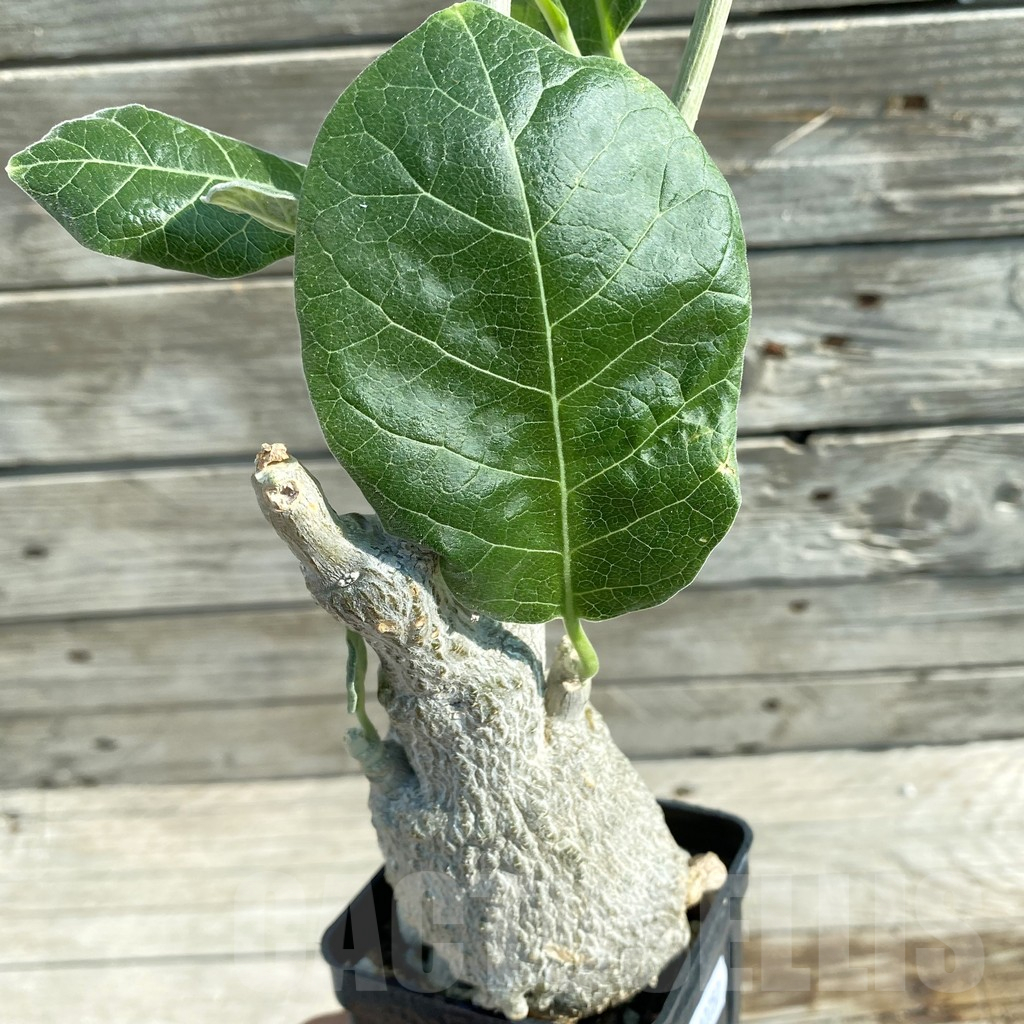 SH12757 Fockea multiflora ES 2024B