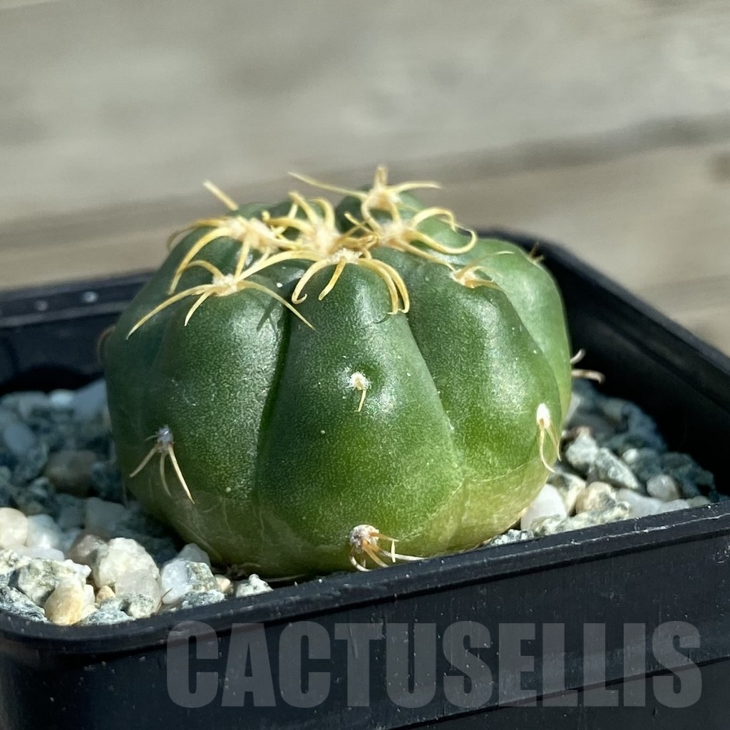SH12817 Gymnocalycium denudatum ‘Kaiomaru’, seedling -Japan- - Image 2