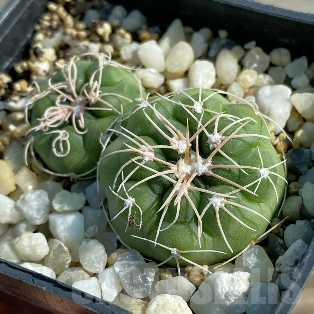 SH12818 Gymnocalycium aff. denudatum ex Pilz 7552, 2 plants