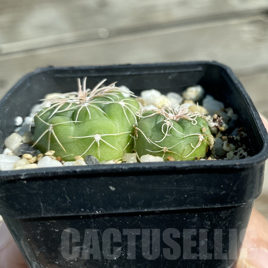 SH12818 Gymnocalycium aff. denudatum ex Pilz 7552, 2 plants - Image 2