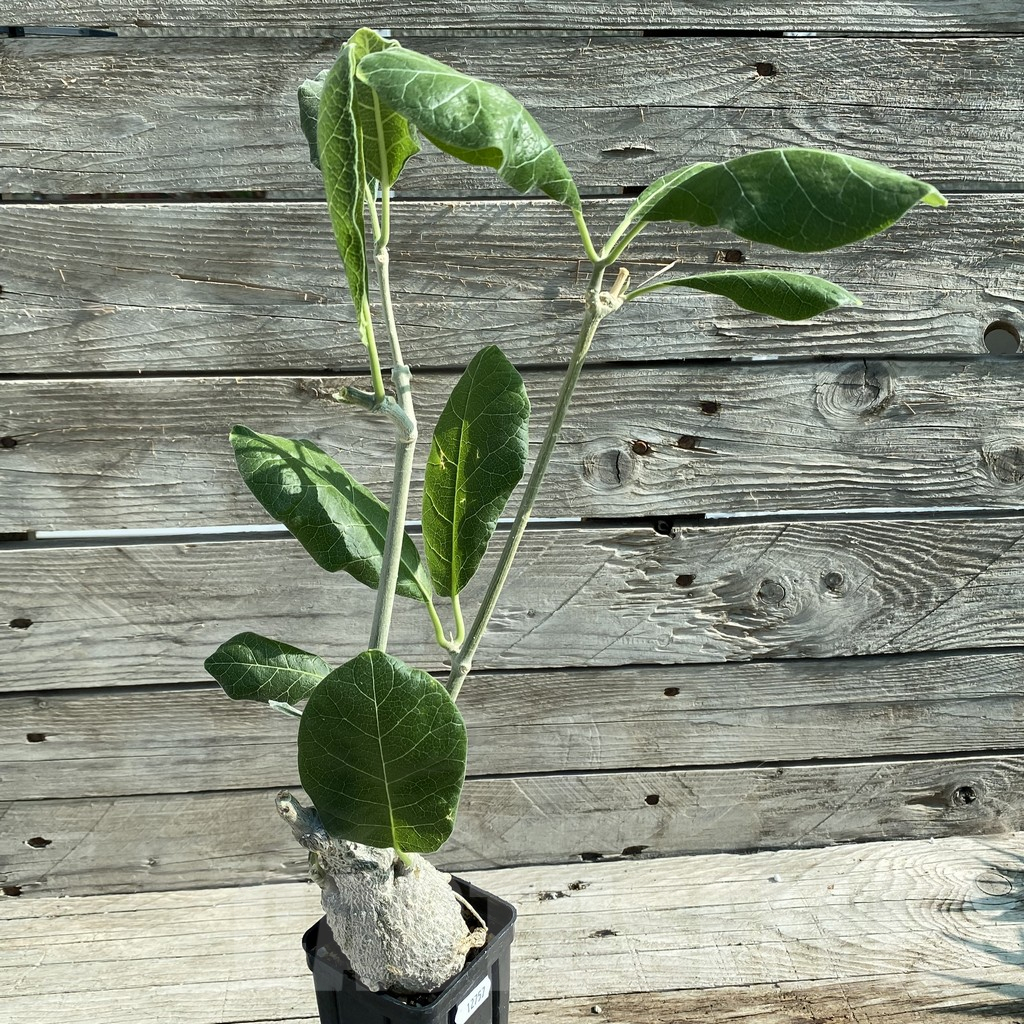 SH12757 Fockea multiflora ES 2024B - Image 2