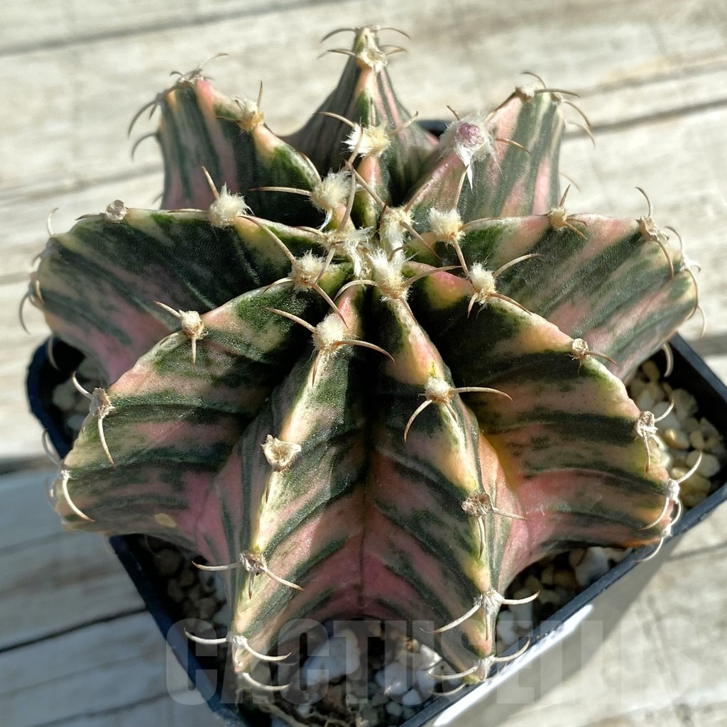 SH12758 Gymnocalycium friedrichii f. variegata, seedling