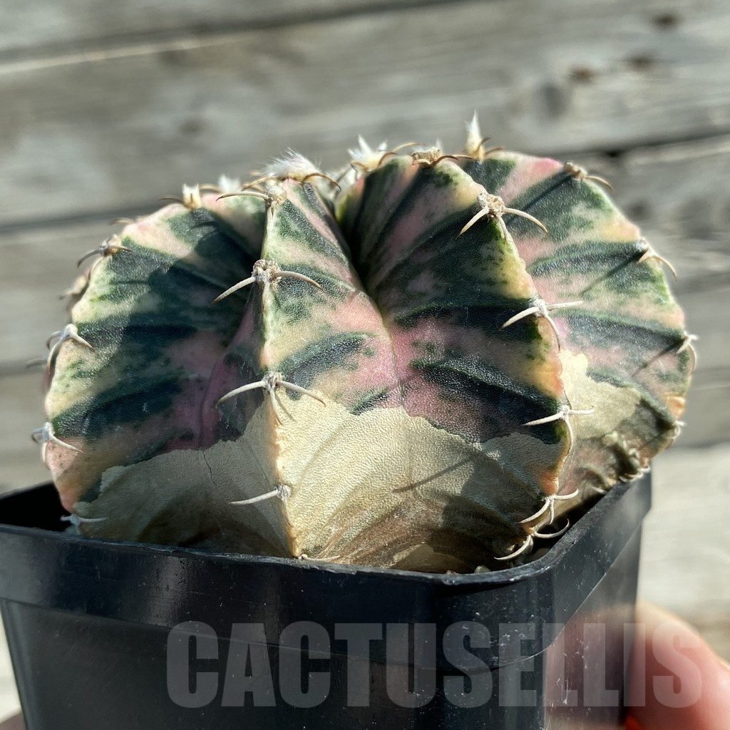 SH12758 Gymnocalycium friedrichii f. variegata, seedling - Image 2
