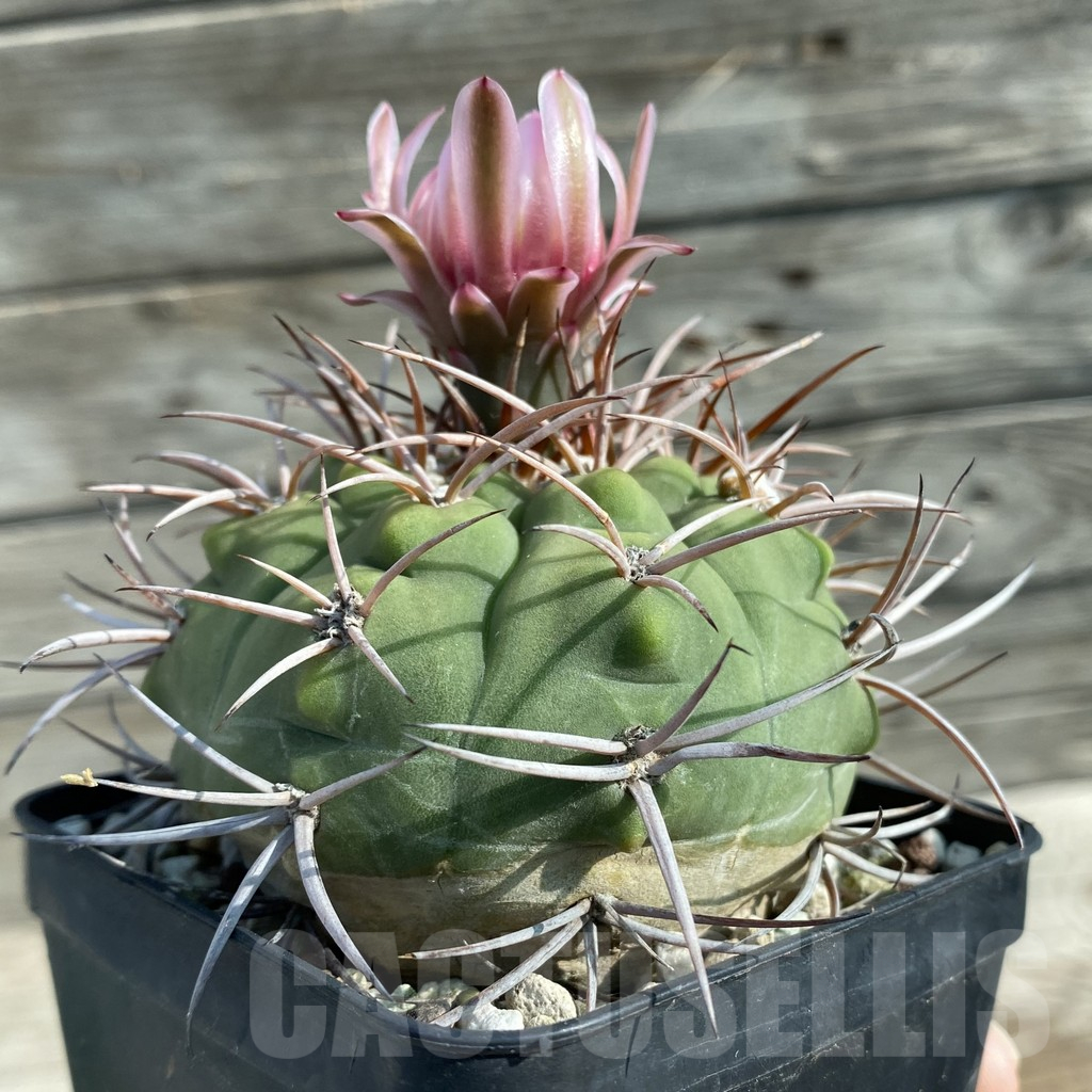 SH12760 Gymnocalycium castellanosii P 800, old 10 years - Image 2