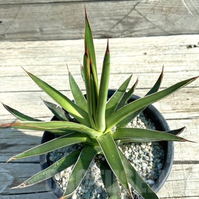 SH12752 Agave ocahui v. ocahui