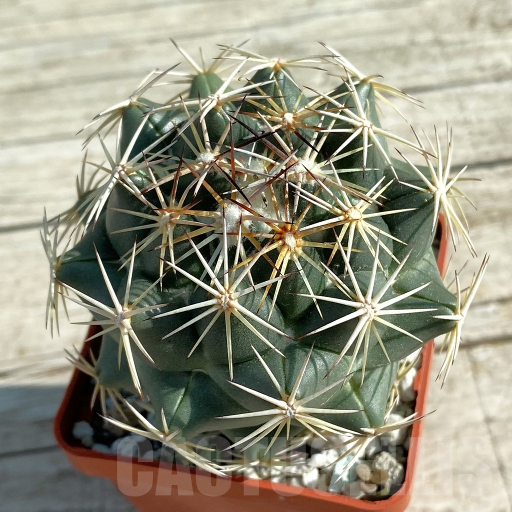 SH12766 Coryphantha cornifera - Image 2