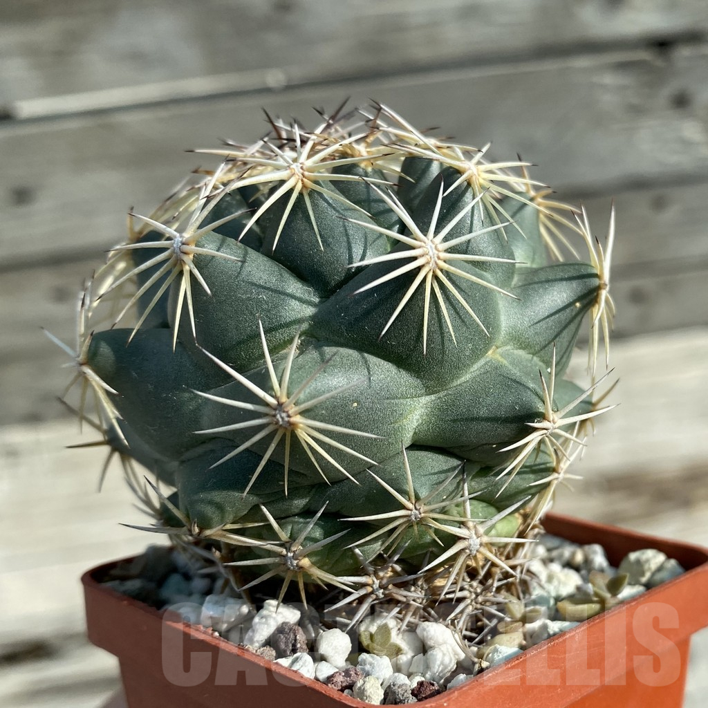 SH12766 Coryphantha cornifera - Image 3