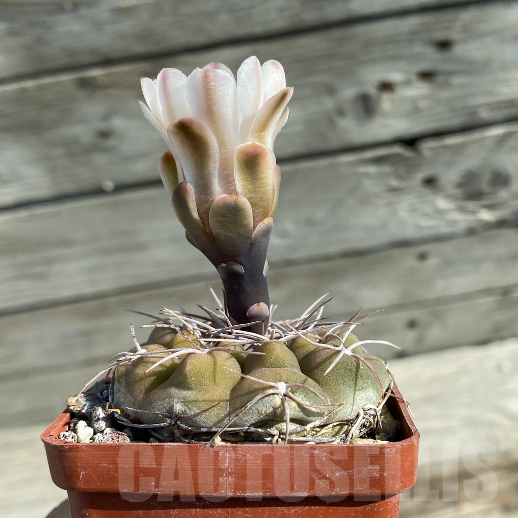 SH12767 Gymnocalycium ferrarii P 136 - Image 2