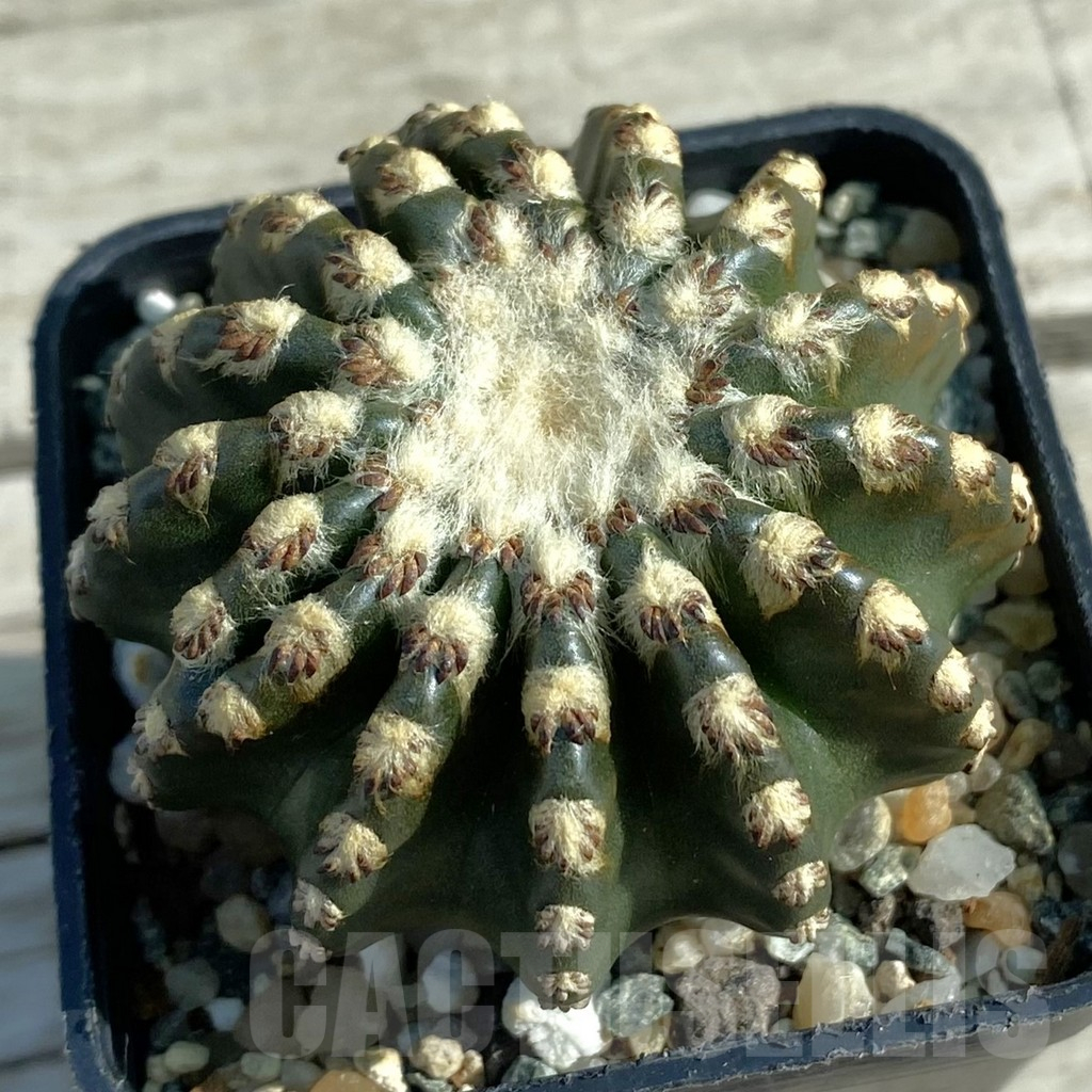 SH12768 Discocactus horstii