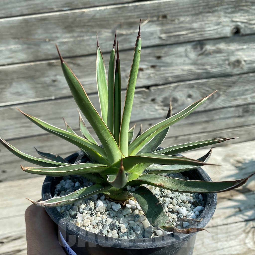 SH12752 Agave ocahui v. ocahui - Image 2