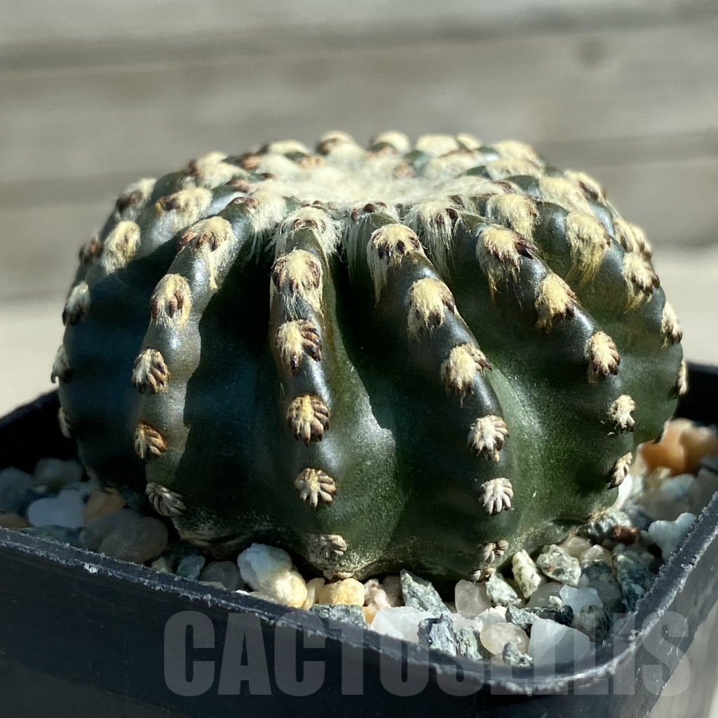 SH12768 Discocactus horstii - Image 2