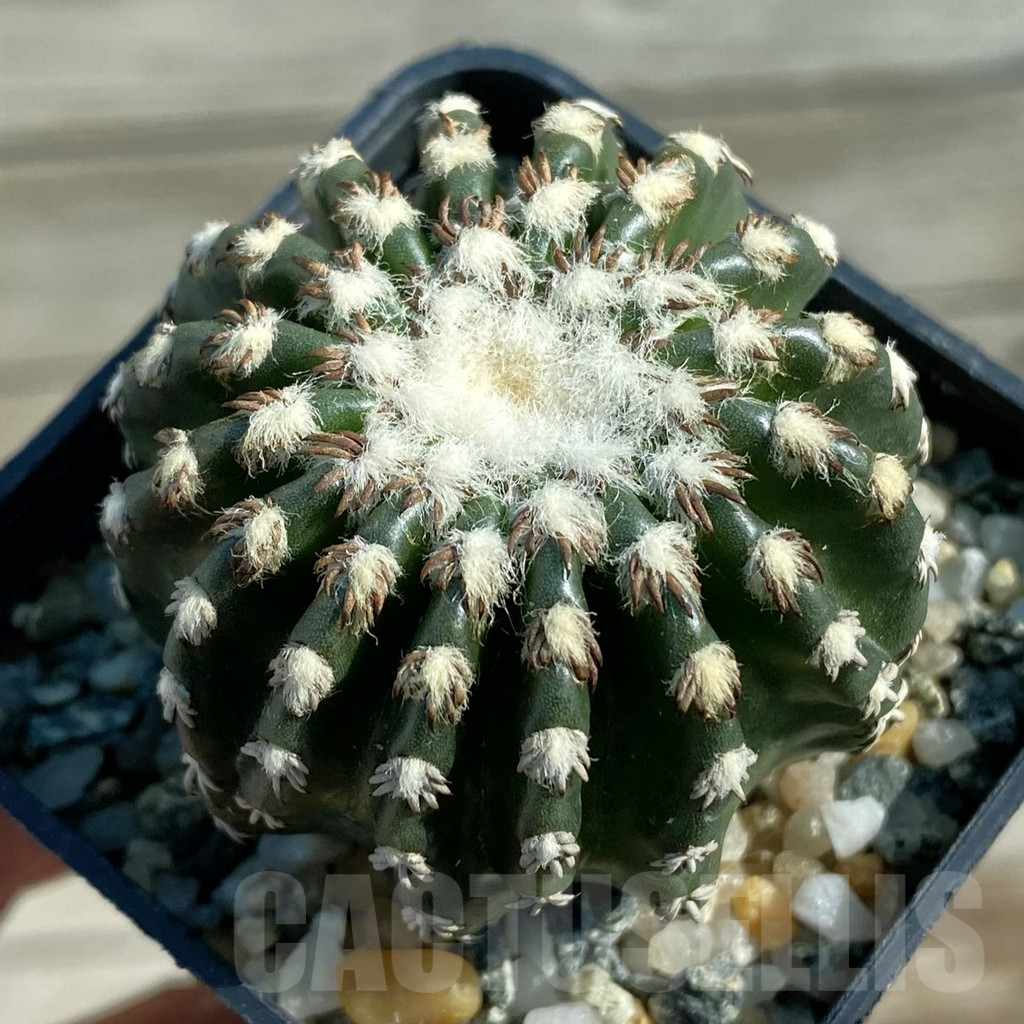 SH12769 Discocactus horstii