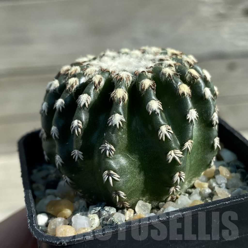 SH12769 Discocactus horstii - Image 2