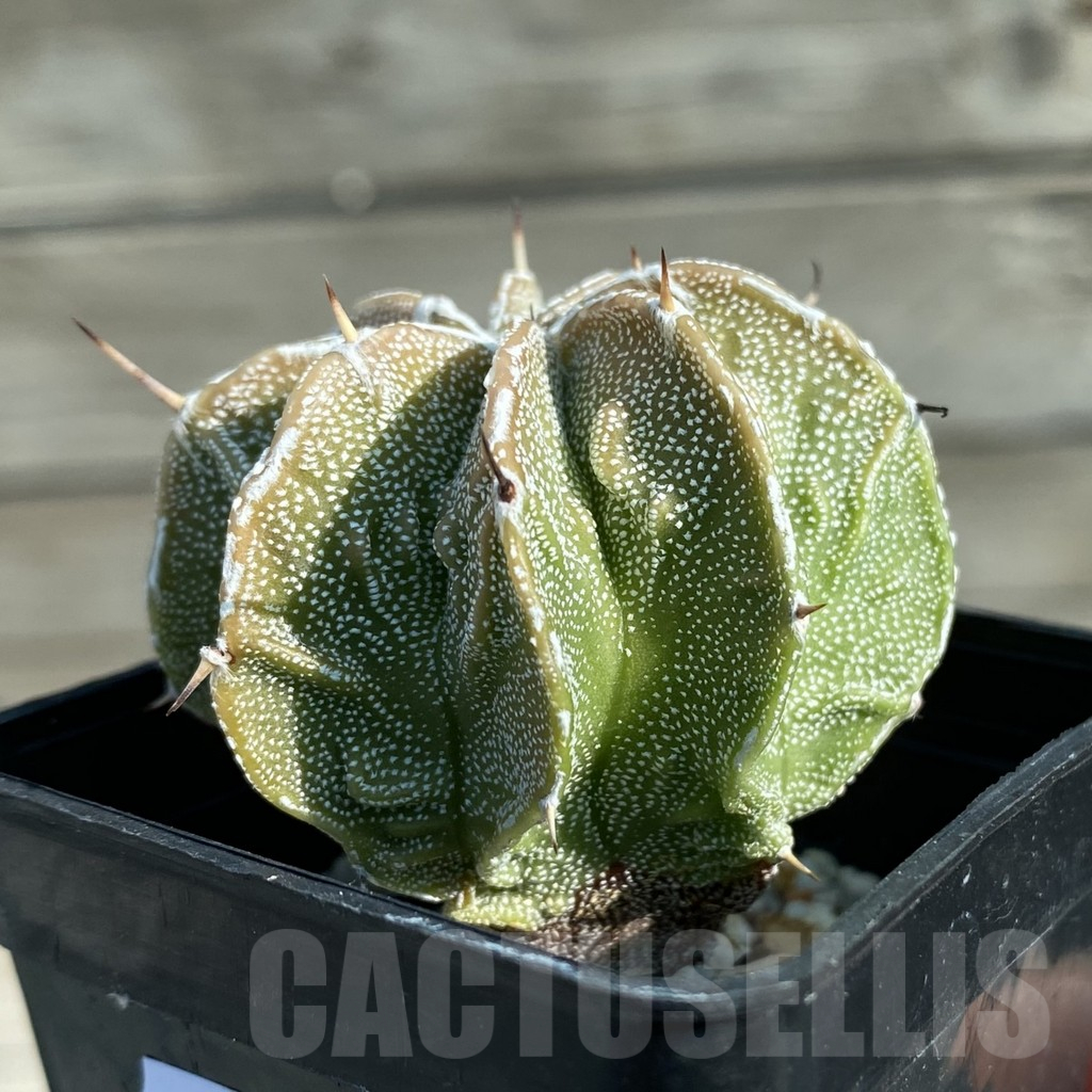 SH12771 Astrophytum ornatum 'Fukuryu' - Image 2