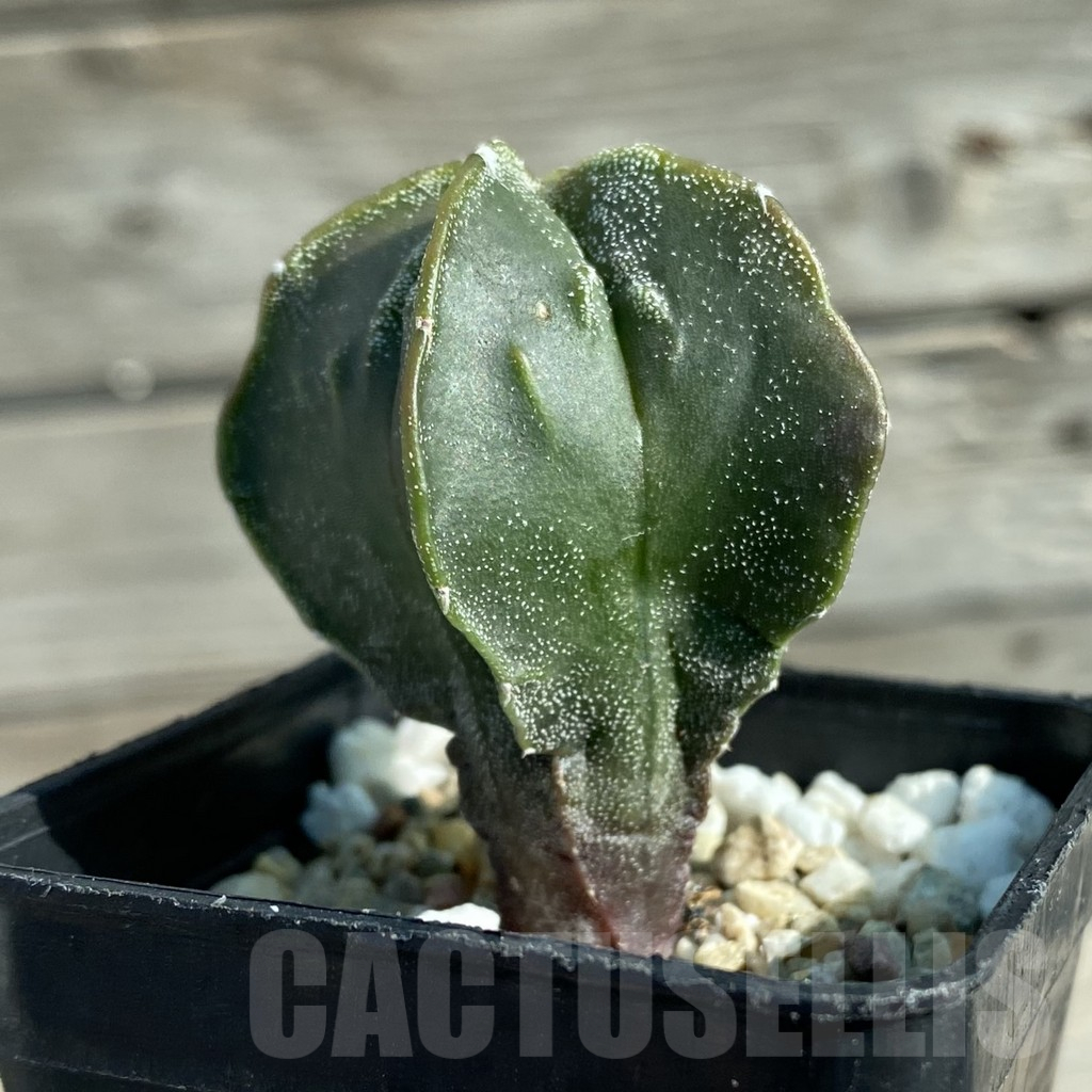 SH12773 Astrophytum myriostigma v. multicostatum - Image 2