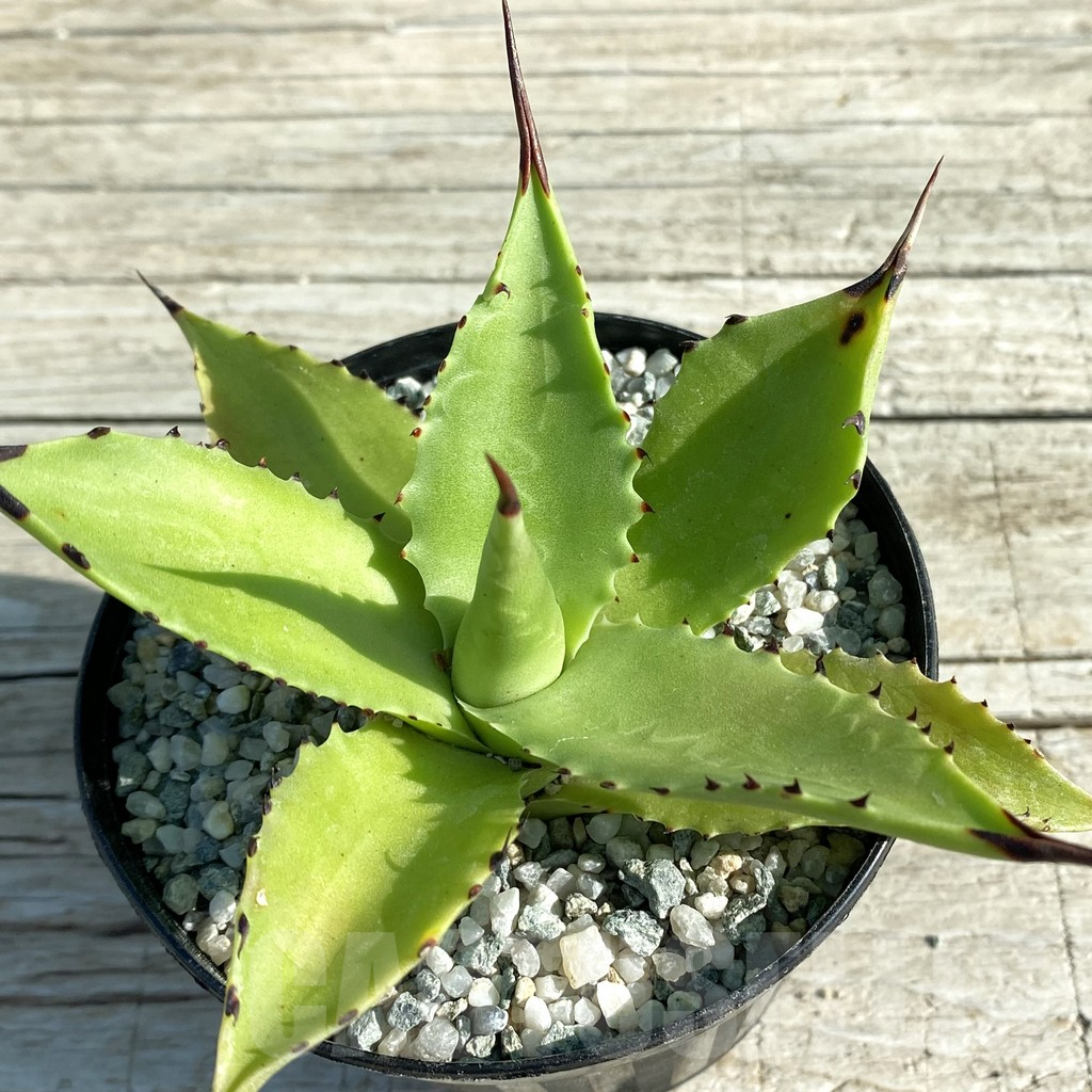 SH12753 Agave sp. magnifica