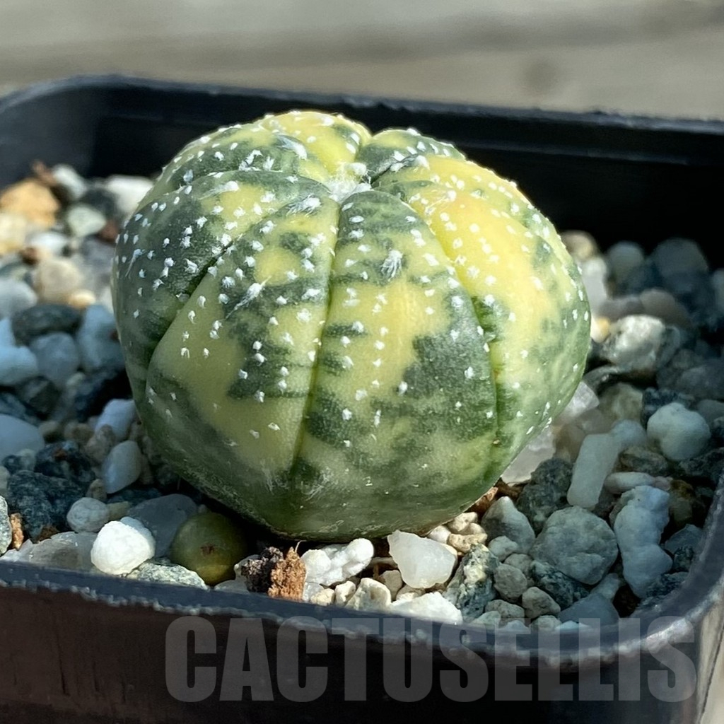 SH12778 Astrophytum asterias f. variegata - Image 2