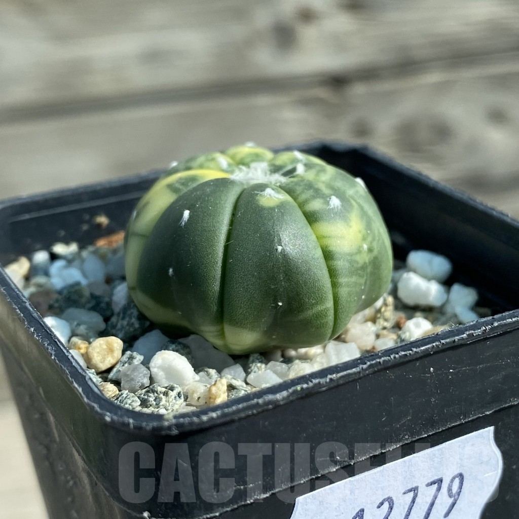 SH12779 Astrophytum asterias f. variegata - Image 2