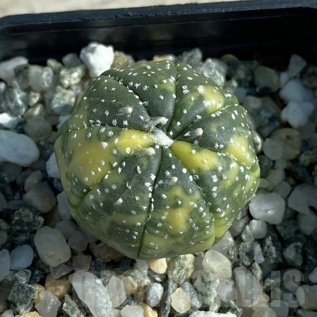 SH12780 Astrophytum asterias f. variegata