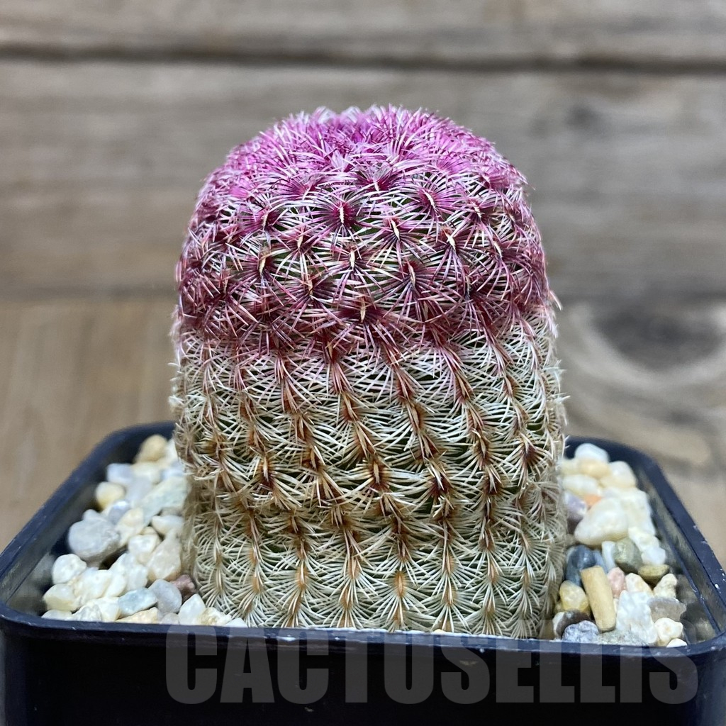 SH12920 Echinocereus rigidissimus v. rubispinus - Image 2