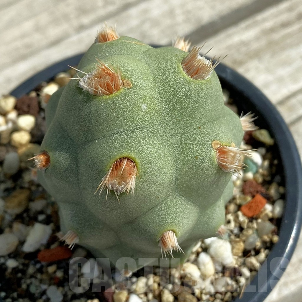 SH12887 Tephrocactus articulatus v. calvus