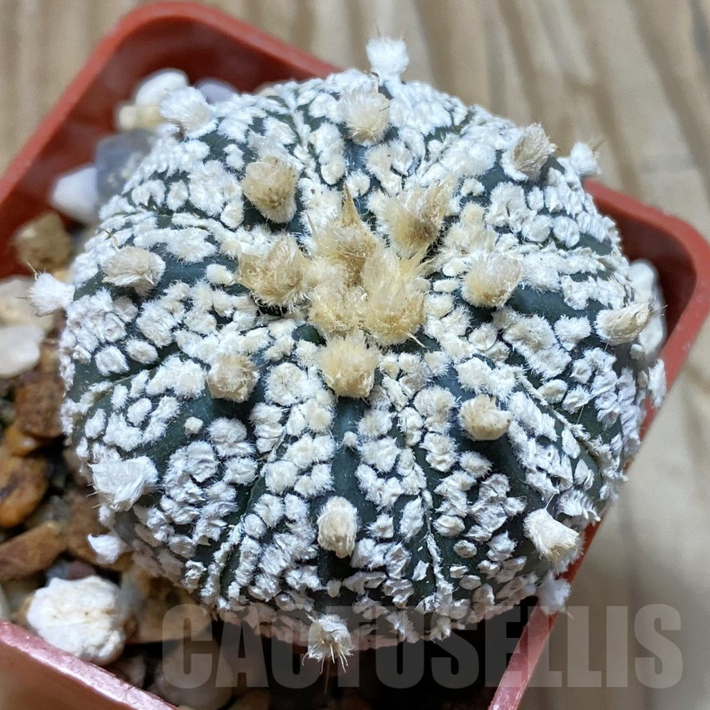 SH12922 Astrophytum asterias 'Super Kabuto' hybrid