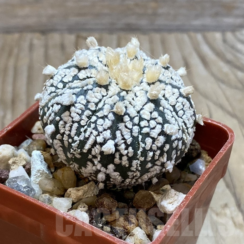 SH12922 Astrophytum asterias 'Super Kabuto' hybrid - Image 2