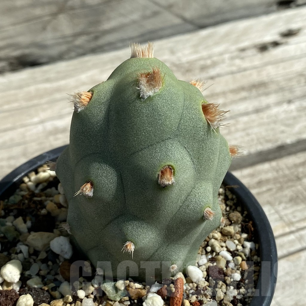 SH12887 Tephrocactus articulatus v. calvus - Image 2