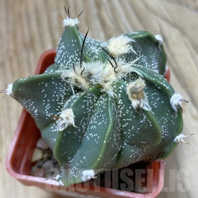 SH12924 Astrophytum CAPOR