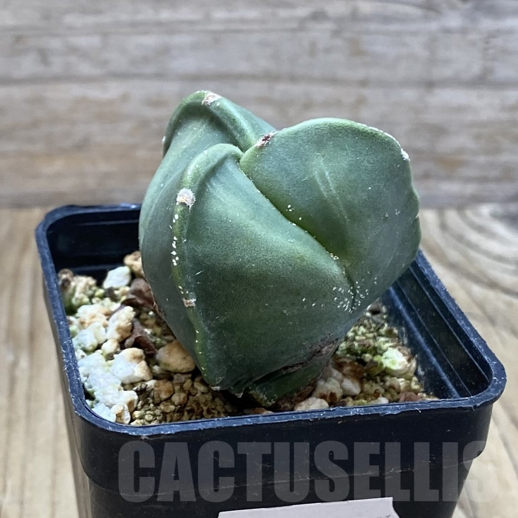 SH12925 Astrophytum myriostigma v. tricostatum nudum - Image 2