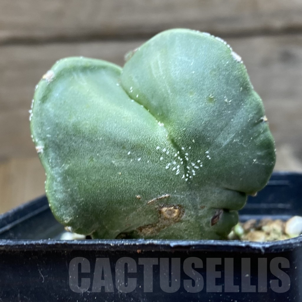 SH12925 Astrophytum myriostigma v. tricostatum nudum - Image 3