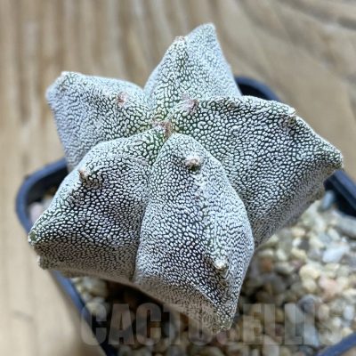 SH12927 Astrophytum myriostigma 'Kikko'