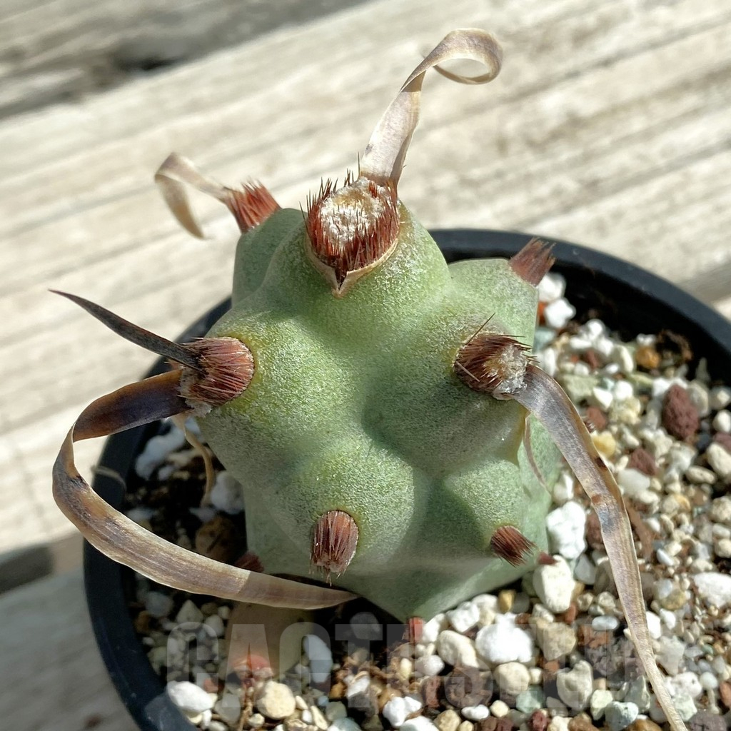 SH12888 Tephrocactus articulatus v. papyracanthus