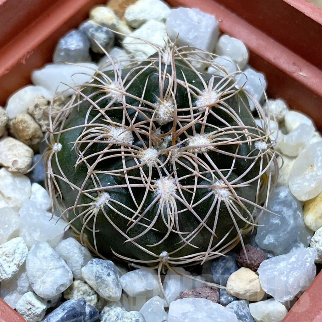 SH12964 Gymnocalycium capillaense